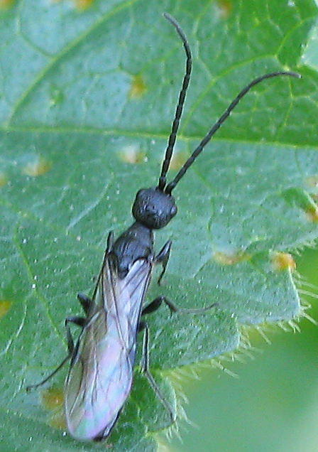 Bethylidae Pristocerinae maschio